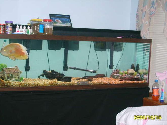 125 gallons freshwater fish tank (mostly fish and non-living decorations) - 125 gallon  my fish tank is 6 feet long 18inches wide  and 24'' high and has one 15''oscar with 3 emperor 400's ,140 lbs gravel with no plants  and a 9'' pleco