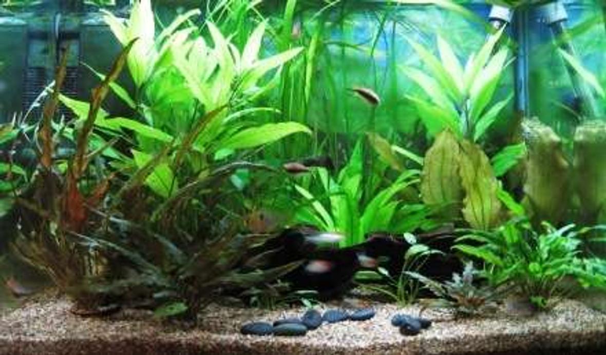 20 gallons planted tank (mostly live plants and fish) - I've tried to go for a south american theme - fish wise anyway. There is a piece of bogwood running left to right, crypts at the front and vallis at the back.