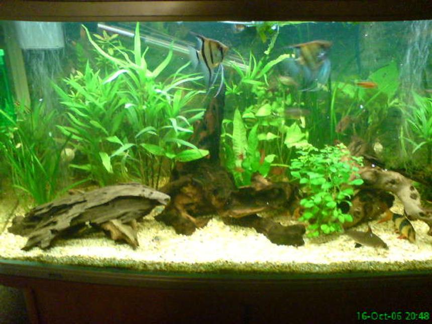Rated #63: 56 Gallons Freshwater Fish Tank - Front Room Tank