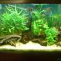56 gallons freshwater fish tank (mostly fish and non-living decorations) - Front Room Tank