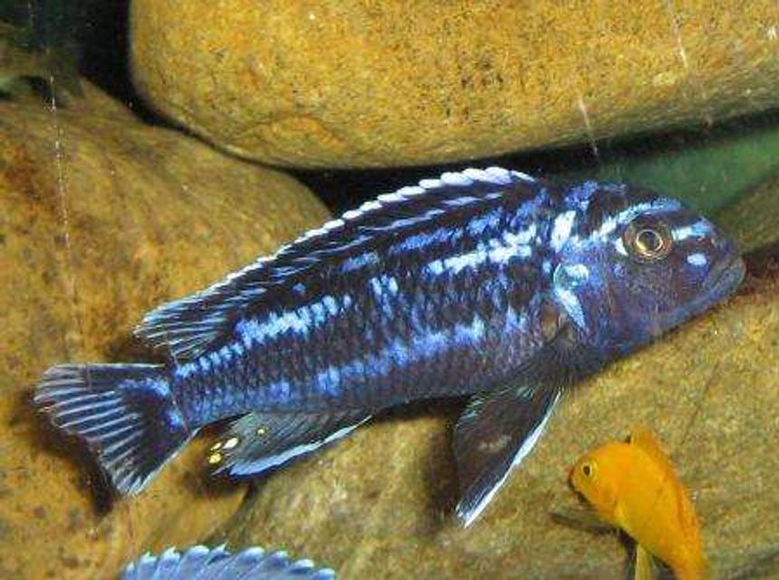 Rated #1658: Freshwater Fish - Melanochromis Johannii - Johanni Cichlid Stocking In 120 Gallons Tank - electrice blue