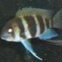 freshwater fish - cyphotilapia frontosa - frontosa cichlid stocking in 120 gallons tank - frontosa