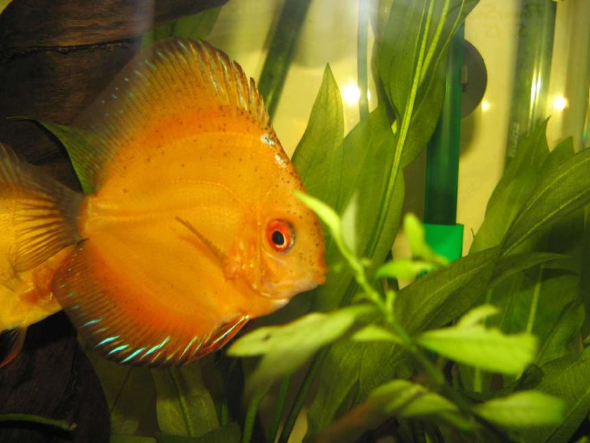 Rated #73: Freshwater Fish - Symphysodon Spp. - Pigeon Blood Discus Stocking In 38 Gallons Tank - An earlier shot of my now 2 year old female golden crystal discus.