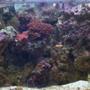 135 gallons reef tank (mostly live coral and fish) - 135