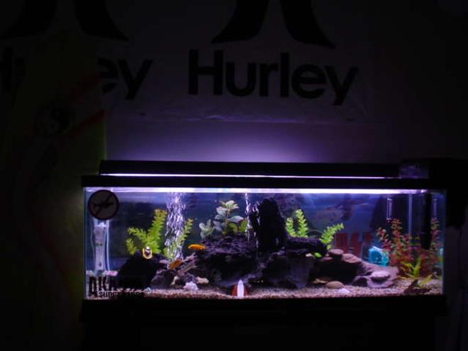 50 gallons freshwater fish tank (mostly fish and non-living decorations) - SURFER'S Rock REEF
the picture is blurry and can't make out too much of the detail, most of my fish got stage fright too.