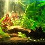 20 gallons planted tank (mostly live plants and fish) - Various Fish and plants. Fish: Livebarers to tetras to pleco to coridoras & loach. plants: anubas, amizons, ferns and moss. creepers and grass are baned here.. ;(