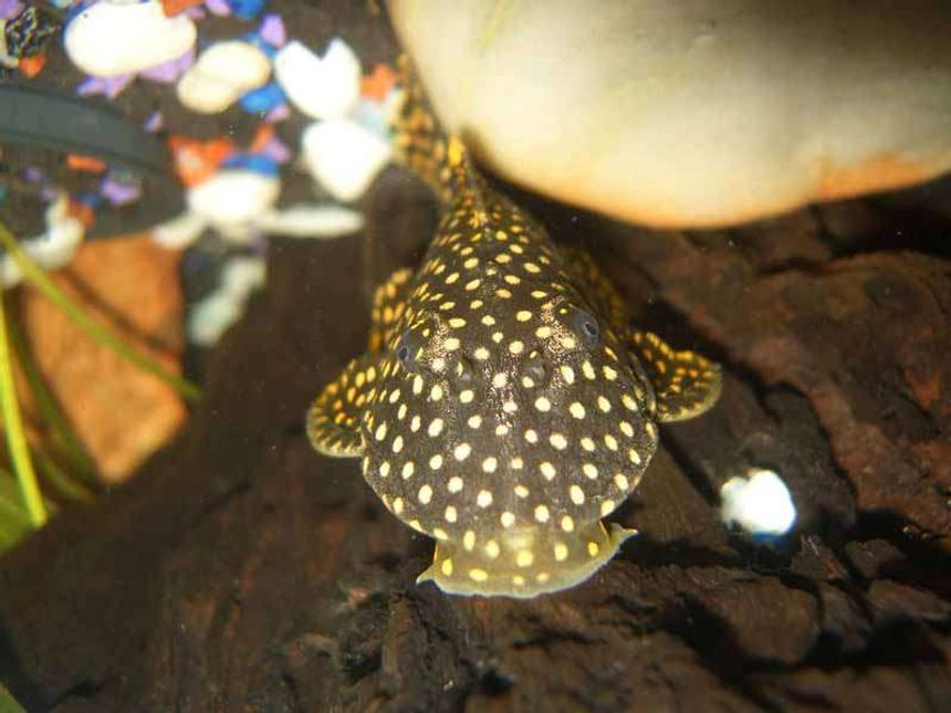 Rated #14: Freshwater Fish - Baryancistrus Sp. - Gold Nugget Pleco (l-18) Stocking In 20 Gallons Tank - Gold nugget pleco. "L177" My Little goldy
