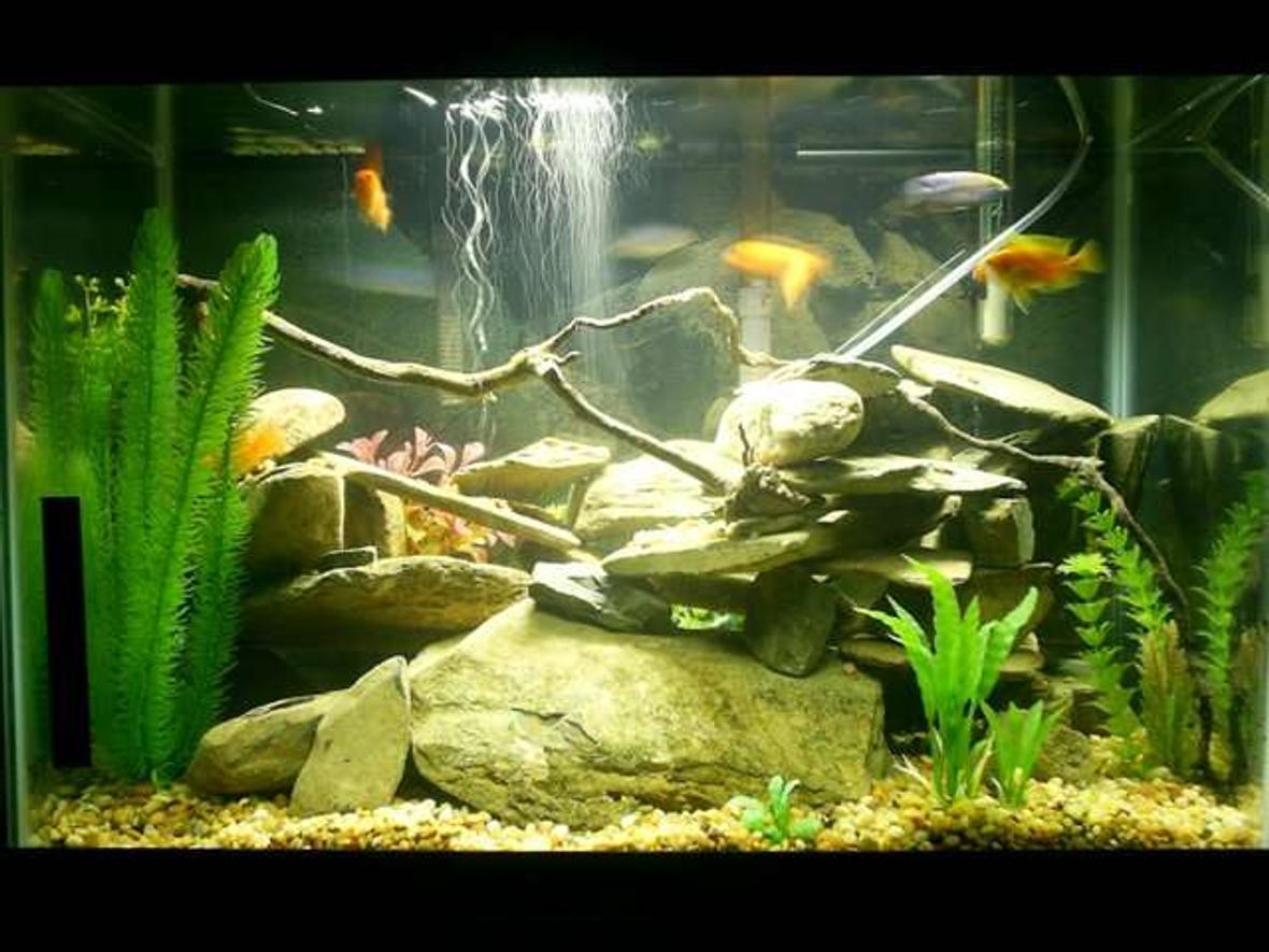 20 gallons freshwater fish tank (mostly fish and non-living decorations) - 20 gallon African Cichlid tank