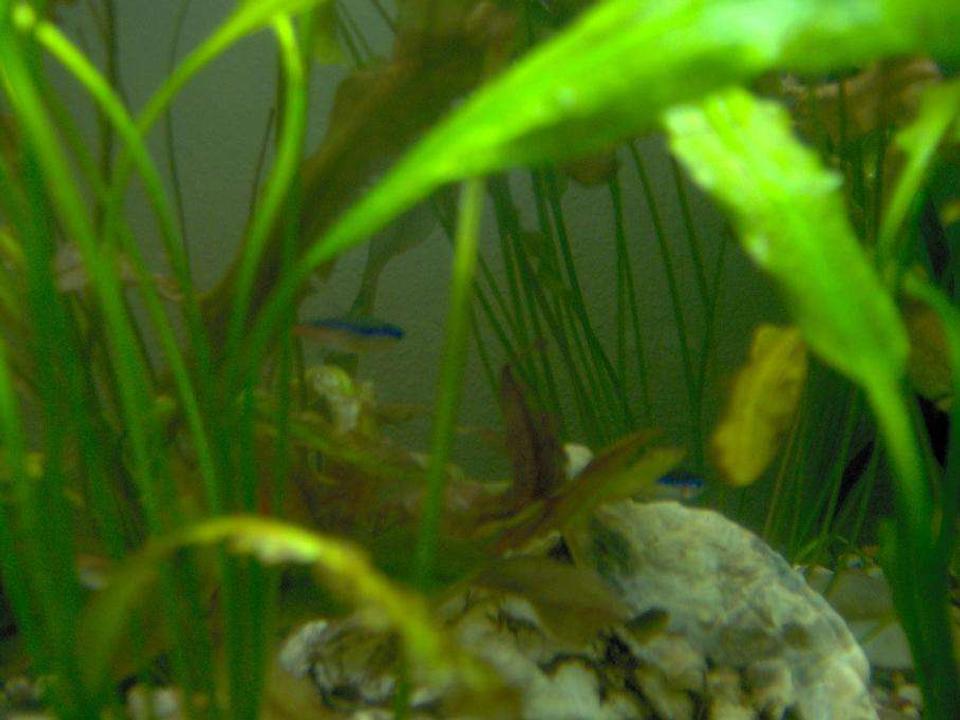 freshwater fish - paracheirodon innesi - neon tetra jumbo stocking in 38 gallons tank - 2 Neon Tetras, and a Glowlight Tetra