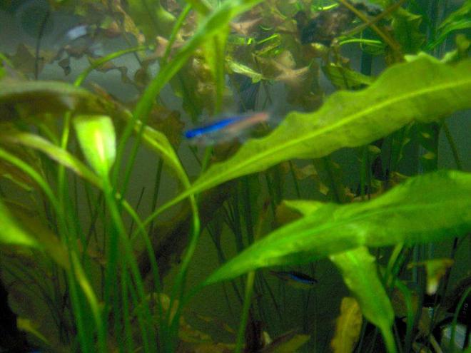 freshwater fish - paracheirodon innesi - neon tetra jumbo stocking in 38 gallons tank - 3 Neon Tetras, and One Betta hiding in the plants. Can't find the fish? Keep looking you'll see them ;o).