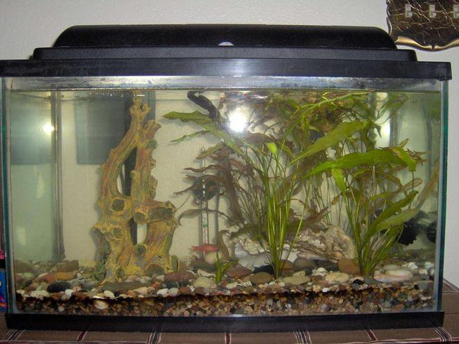 38 gallons planted tank (mostly live plants and fish) - 10 Gallon Tank, White Cloud Minnows, Cherry Barbs, One Giant Oyster