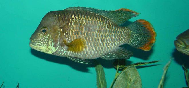 freshwater fish - aequidens rivulatus - green terror stocking in 150 gallons tank - Green Terror 6" 5 yrs. old