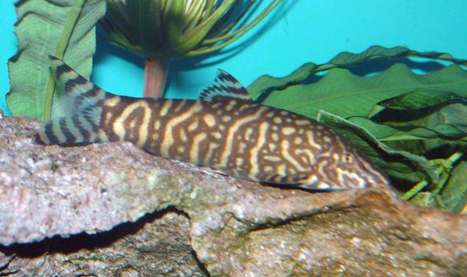 freshwater fish - botia lohachata - lohachata botia loach stocking in 150 gallons tank - 4-1/2" Yo Yo Loach (Botia almorhae). Very active not shy around his Cichlid tankmates.