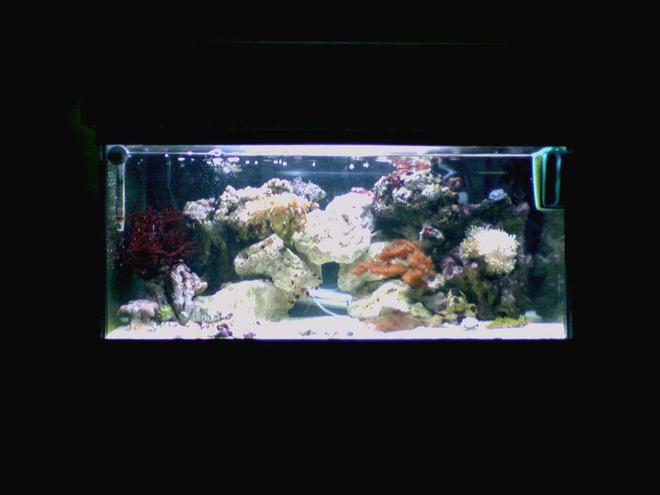 15 gallons reef tank (mostly live coral and fish) - 15 gallon reef tank
