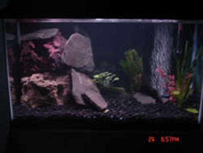29 gallons freshwater fish tank (mostly fish and non-living decorations) - this tank is no longer, moved up to 50 gallon new pics coming soon this 29 is going salt i cant wait