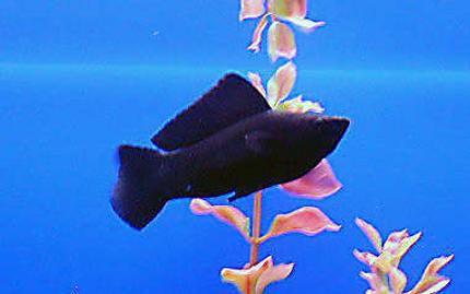 freshwater fish - poecilia latipinna - black sailfin molly stocking in 50 gallons tank - male black mollie
