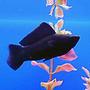 freshwater fish - poecilia latipinna - black sailfin molly stocking in 50 gallons tank - male black mollie