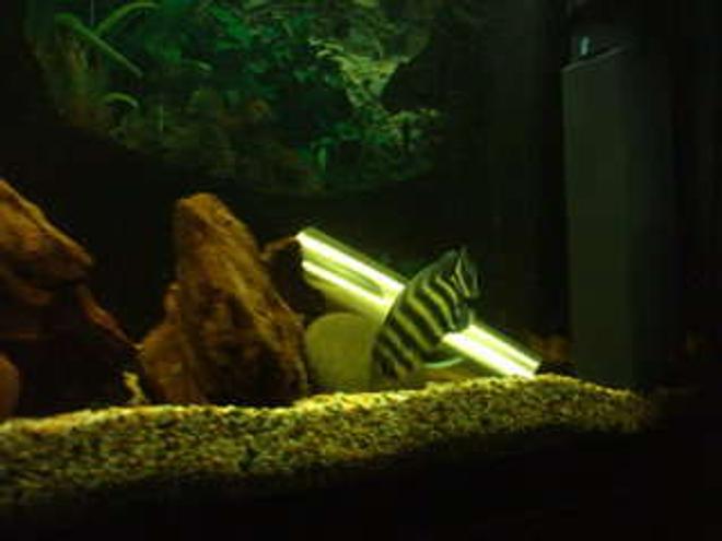 freshwater fish - tilapia butterkofferi - buttikoferi cichlid stocking in 66 gallons tank - Tilapia butterkoferi