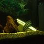 freshwater fish - tilapia butterkofferi - buttikoferi cichlid stocking in 66 gallons tank - Tilapia butterkoferi