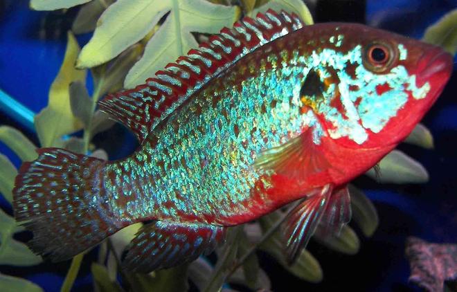 freshwater fish - hemichromis bimaculatus - jewel cichlid stocking in 55 gallons tank - Jewel Cichlid