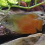 freshwater fish - colisa lalia - flame dwarf gourami stocking in 50 gallons tank - rubyred gourami
