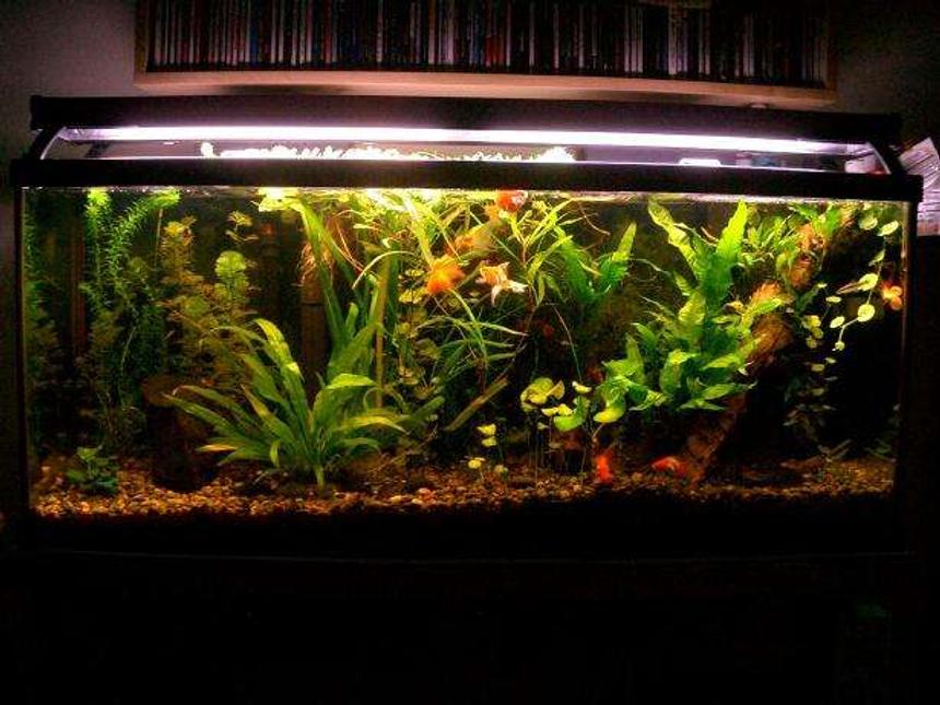 Rated #75: 55 Gallons Planted Tank - Photo taken 10-26-06.  After water change on 10-22 (six months since last).