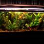 55 gallons planted tank (mostly live plants and fish) - Photo taken 10-26-06. After water change on 10-22 (six months since last).