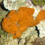 saltwater fish - antennarius sp. - red/orange angler stocking in 90 gallons tank - 5" FROGFISH---NAMED BUBBA!!!!!!!!
