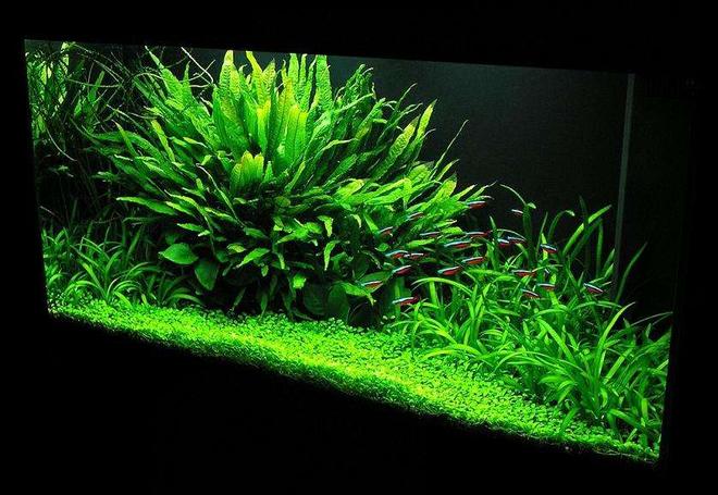 33 gallons planted tank (mostly live plants and fish) - 33 gal. Nature Aquarium