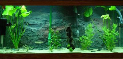 75 gallons planted tank (mostly live plants and fish) - I have a 75 with a homeade background (internal) and all live plants featuring  Serra Elongatus.  Its a piranha, and it is awesome