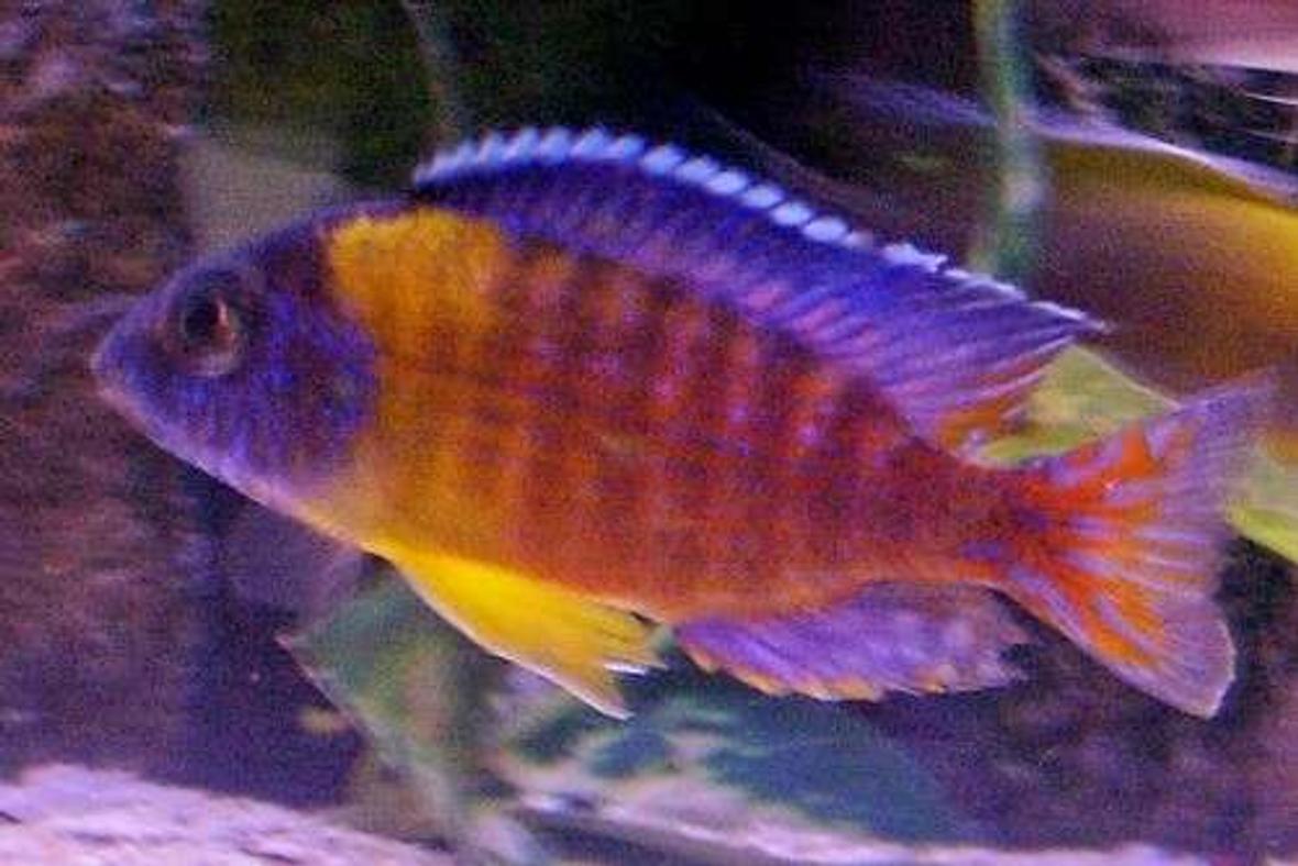 freshwater fish - aulonocara rubescens - ruby red peacock stocking in 95 gallons tank - Wild caught Aulonocara stuartgranti (blue neon Undu Reef) he has just mated recently and I am looking forward to seeing his fry