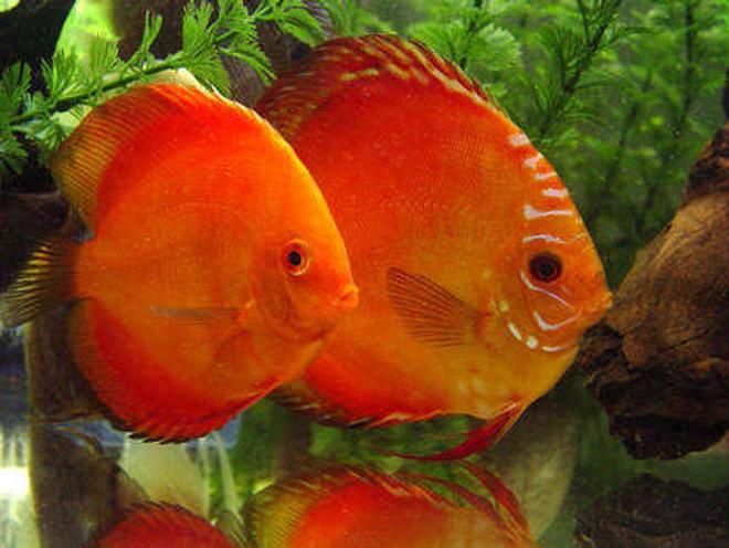 freshwater fish - symphysodon sp. - red marlboro discus stocking in 60 gallons tank - Our Possible Pair, I'm going to move them to their own 20 gallon tank to see if anything happens... I have my fingers crossed.. wish us luck!!!