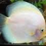 freshwater fish - symphysodon sp. - snow white discus stocking in 60 gallons tank - White Diamond Discus
