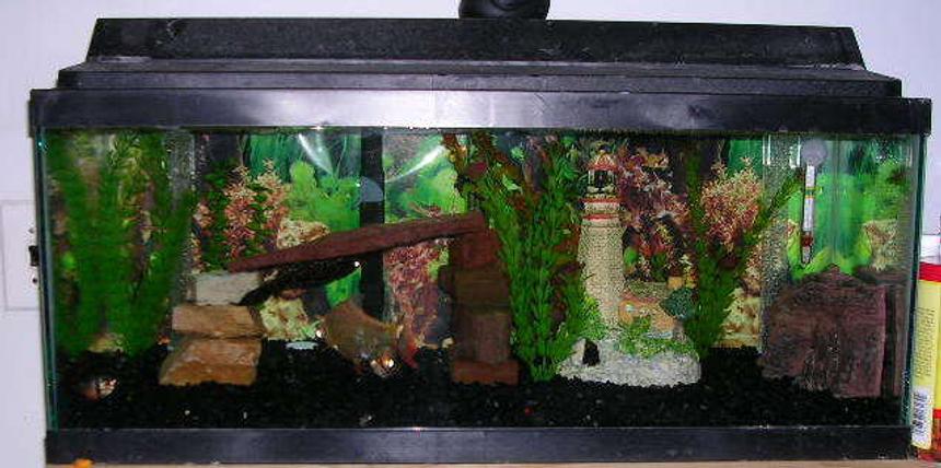 Rated #311: 20 Gallons Freshwater Fish Tank - tropical fish