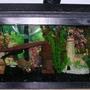 20 gallons freshwater fish tank (mostly fish and non-living decorations) - tropical fish
