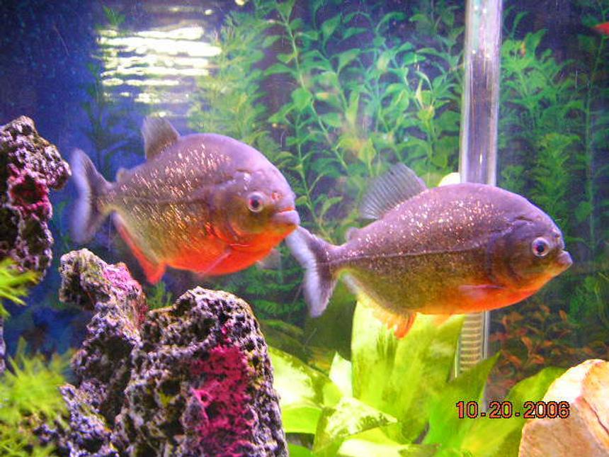 Rated #51: Freshwater Fish - Pygocentrus Nattereri - Redbellied Pirhana Stocking In 55 Gallons Tank - two 6" red belly peranah
