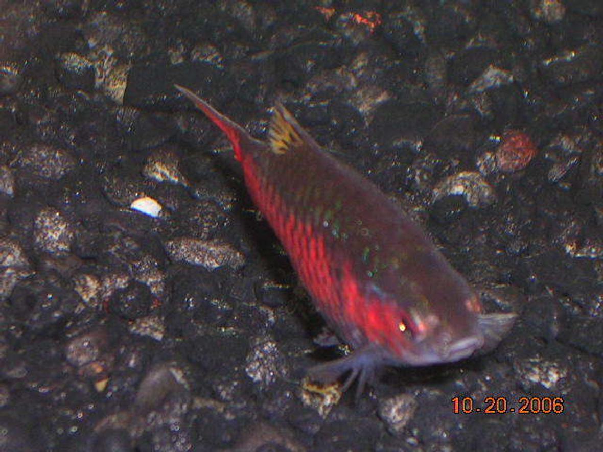 freshwater fish - puntius sp. - odessa barb stocking in 20 gallons tank - odessa barb