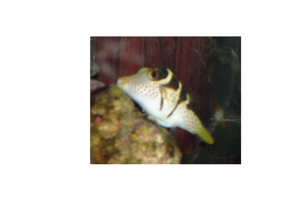 saltwater fish - canthigaster valentini - saddle valentini puffer stocking in 20 gallons tank - here is my Valentini Puffer enjoy