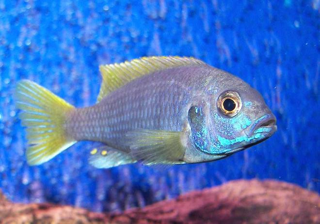 freshwater fish - pseudotropheus acei - acei cichlid stocking in 55 gallons tank - Acei