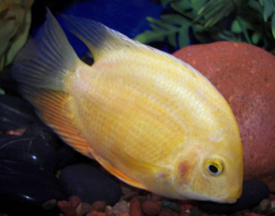 freshwater fish - heros serverus - gold severum stocking in 55 gallons tank - Severum