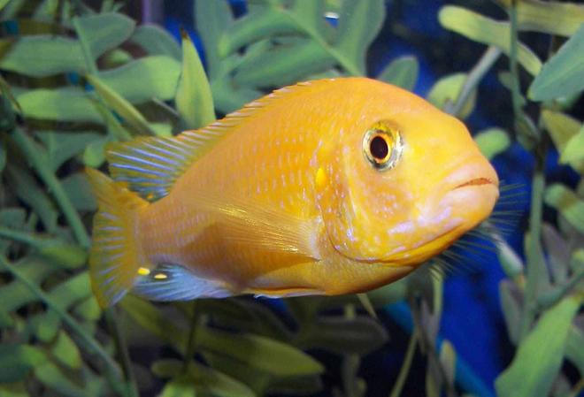 freshwater fish - pseudotropheus estherae - red zebra cichlid stocking in 55 gallons tank - Red Zebra