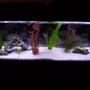 55 gallons freshwater fish tank (mostly fish and non-living decorations) - Glass 55 gallon tank. Non-living decorations