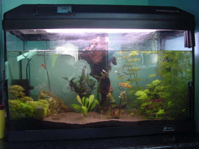 113 gallons planted tank (mostly live plants and fish) - fgt