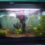 113 gallons planted tank (mostly live plants and fish) - fgt