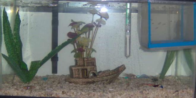10 gallons freshwater fish tank (mostly fish and non-living decorations) - Dimentions - N/A
Lighting - None
Filtration - Auqa Tech 5-15
Heater
Thermometer
Bubble Curtain
Crushed Coral And Shells For Flooring
3 Plants
Ship Hideway
27 Mollies
  1 male - White W/ Brownish Spots & Red Eyes
  26 - Molly Fry Born 10-31-06
2 Baby Giant Danios
