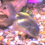 freshwater fish - carassius auratus - ranchu stocking in 50 gallons tank - This is my cute Black Ranchu trying to scavenge food that sink after feeding them. Sorry for the clarity, used a cam phone.