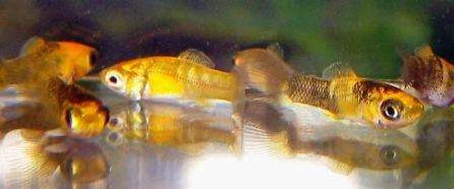 freshwater fish - poecilia latipinna - balloon molly stocking in 10 gallons tank - balloon molly fry in breeding tank
