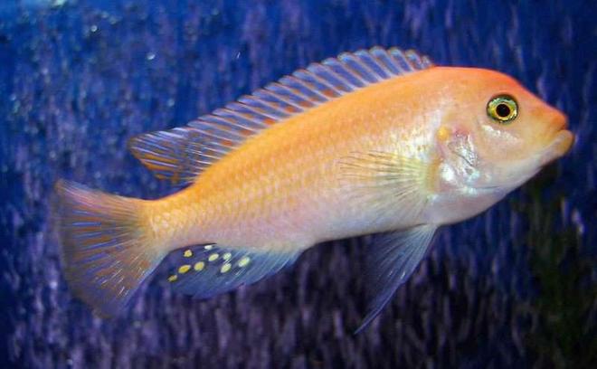 freshwater fish - pseudotropheus estherae - red zebra cichlid stocking in 55 gallons tank - Red Zebra
