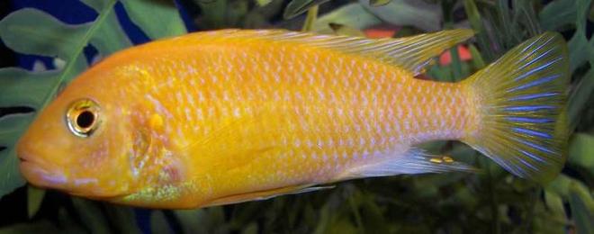 freshwater fish - pseudotropheus estherae - red zebra cichlid stocking in 55 gallons tank - Red Zebra