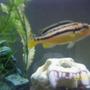 freshwater fish - melanochromis auratus - auratus cichlid stocking in 55 gallons tank - Aurats cichlid Female one of my two females an i have a male